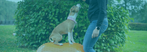 Når kun det bedste er godt nok til din hund