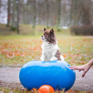 balancebold lille hund