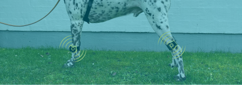 Når kun det bedste er godt nok til din hund
