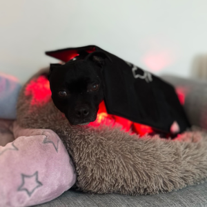 LTS lysterapi hund