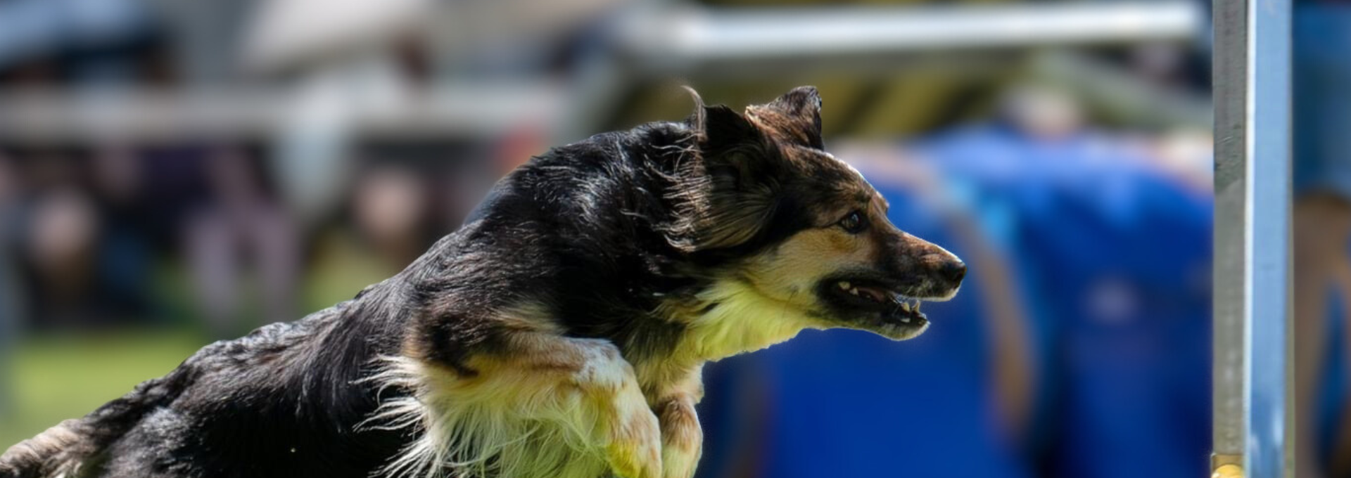 fysioterapi sportshund
