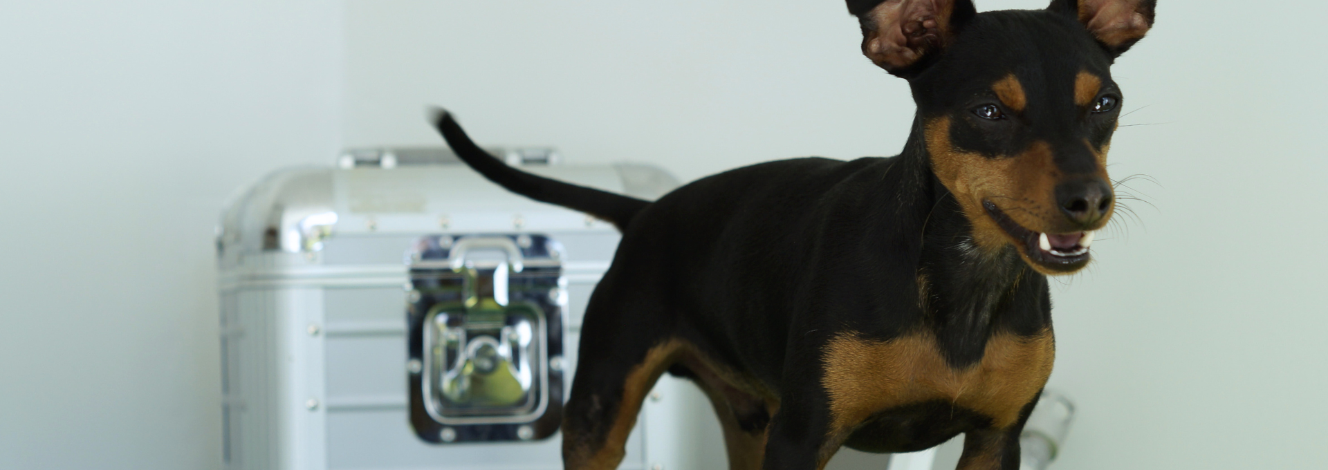 laser til hunde