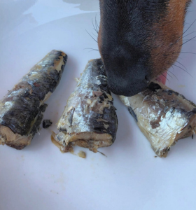 sardiner hund