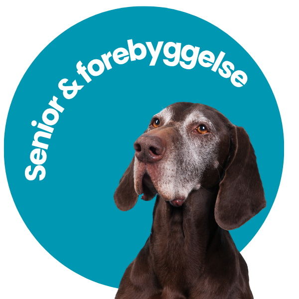 Senior og forebyggelse hund