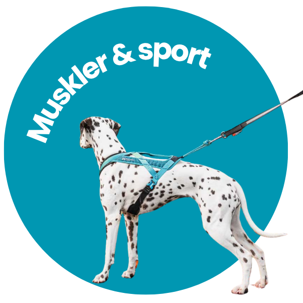 Muskler og led hund