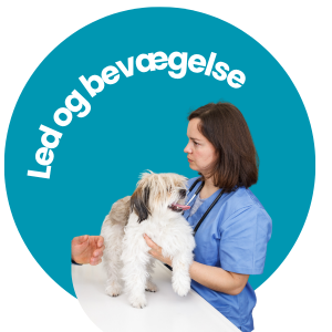 Led og bevægelse hund