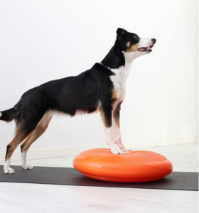 balancebold hunde