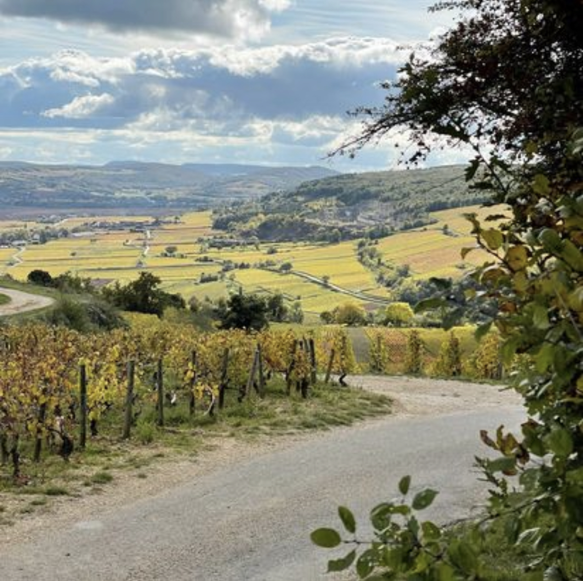 Vineyards of côtes de Beaune