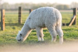 alpacawandeling