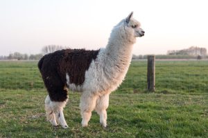alpacawandeling