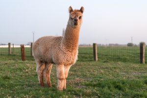 alpacawandeling