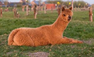 alpacawandeling