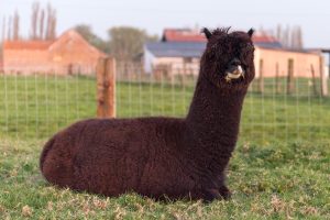 alpacawandeling
