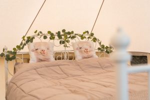 glamping