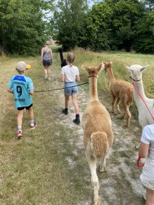 alpacawandeling