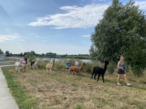 alpacawandeling