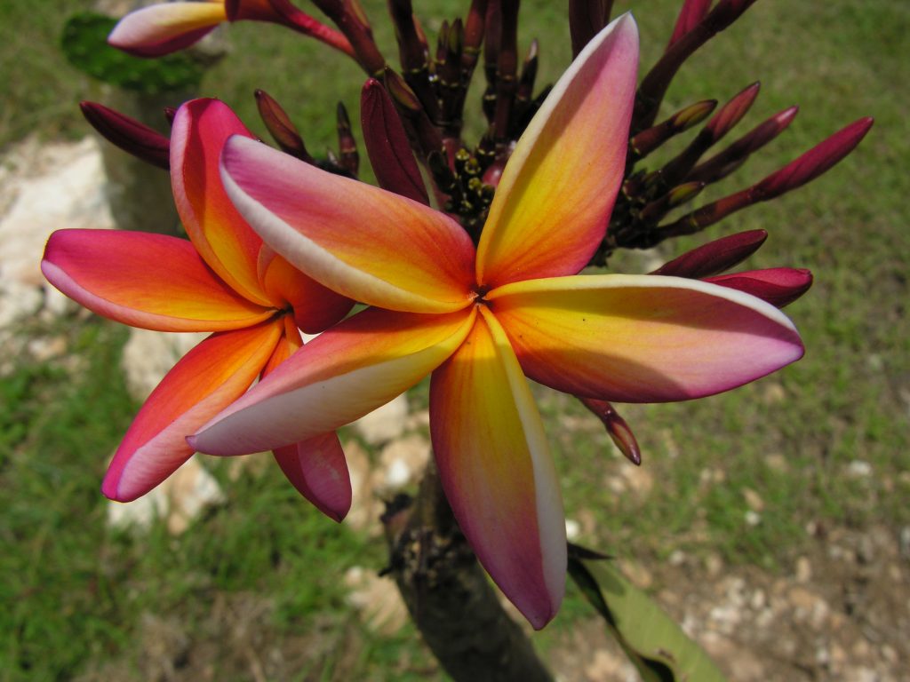 LatinA Tours Cuba - Flora, Flowers, Yellow, Red, Island, Excursions, Kuba