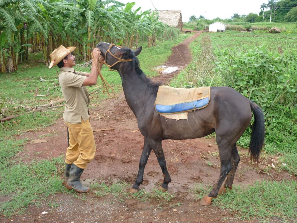 LatinA Tours Kuba Pinar del Rio - Viñales, Tobacco, Growing, Farming, Horse, Farmer