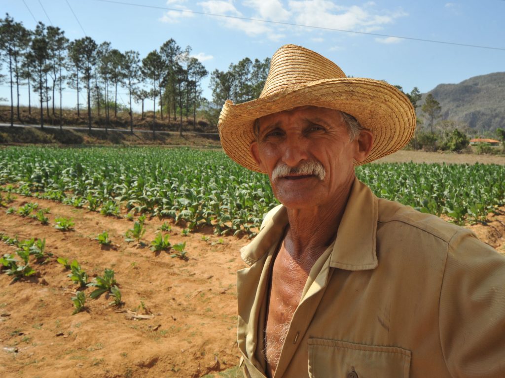 LatinA Tours Kuba Cuba Pinar del Rio - Viñales valley, Tobacco farmer,