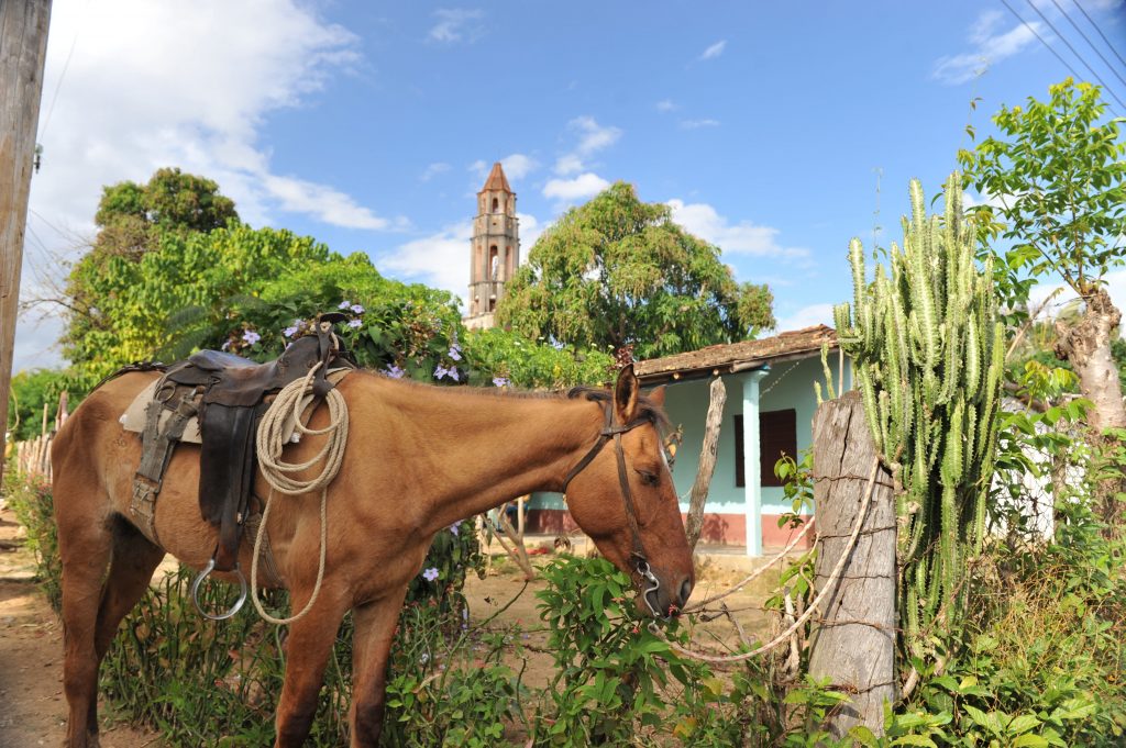 LatinA Tours Kuba Trinidad - Manaca Iznaga, Horse, Nature, Plant, Central Region,