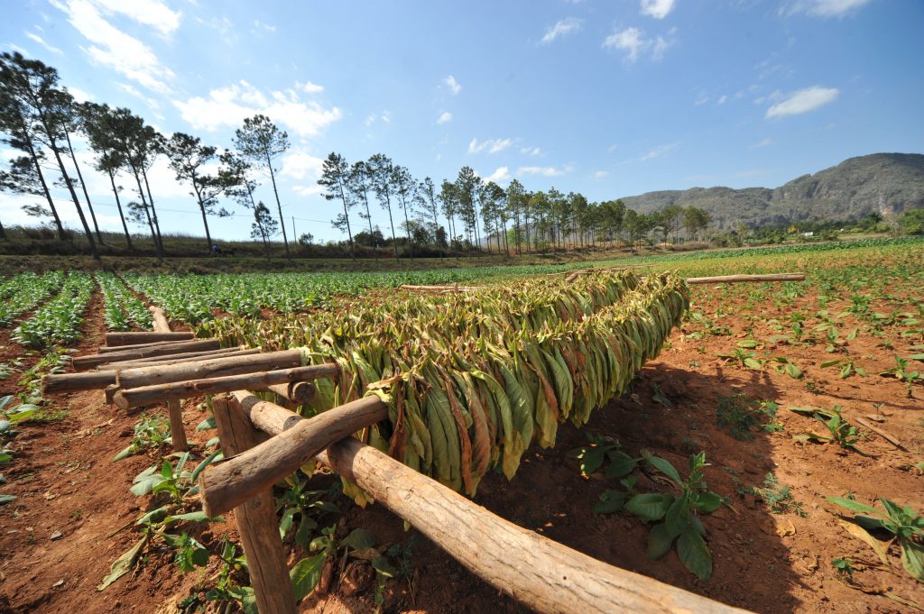 LatinA Tours Cuba Viñales - Tobacco, Farming, Growing, Field