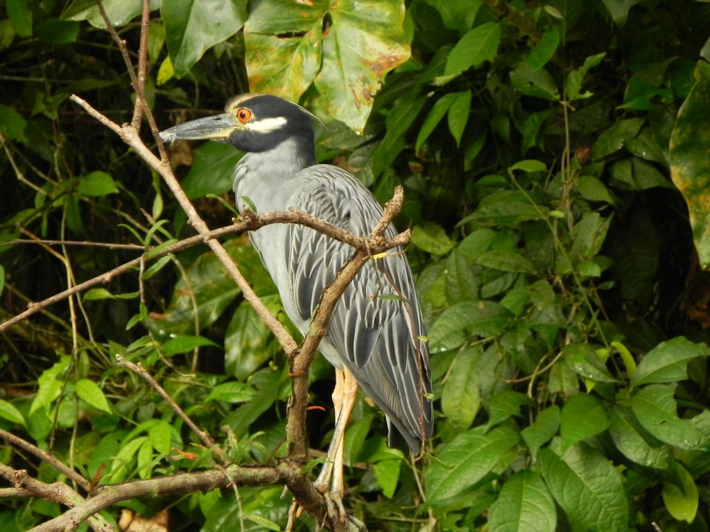 LatinA Tours Costa Rica Wasservogel grau