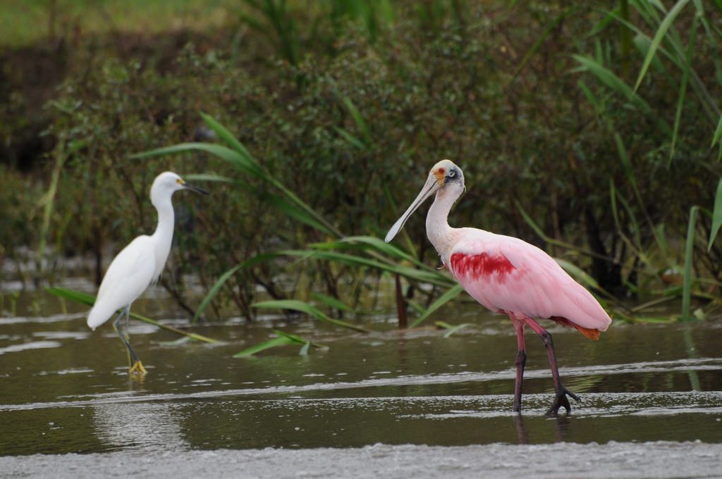 LatinA Tours Costa Rica Reiher Rosa Löffler