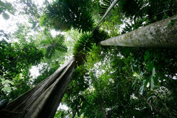 LatinA Tours Costa Rica Forest Blick nach oben