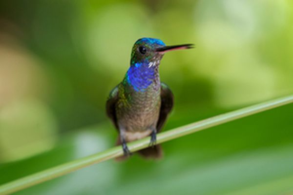 LatinA Tours Costa Rica Hummingbird