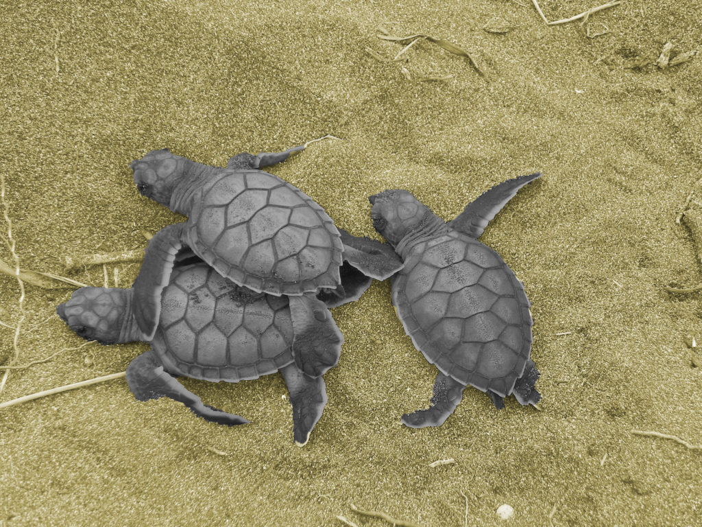 LatinA Tours Costa Rica Green Turtle Hatchlings