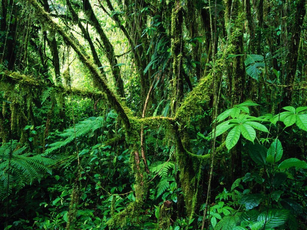 LatinA Tours Costa Rica Monteverde Cloud Forest grün
