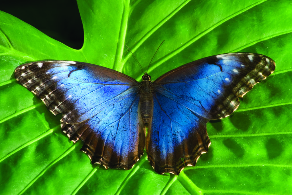 LatinA Tours Costa Rica Morpho Schmetterling