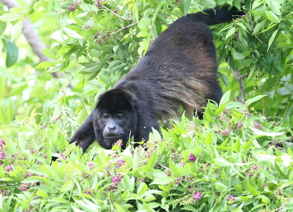 LatinA Tours Costa Rica Brüllaffe Howler Monkey