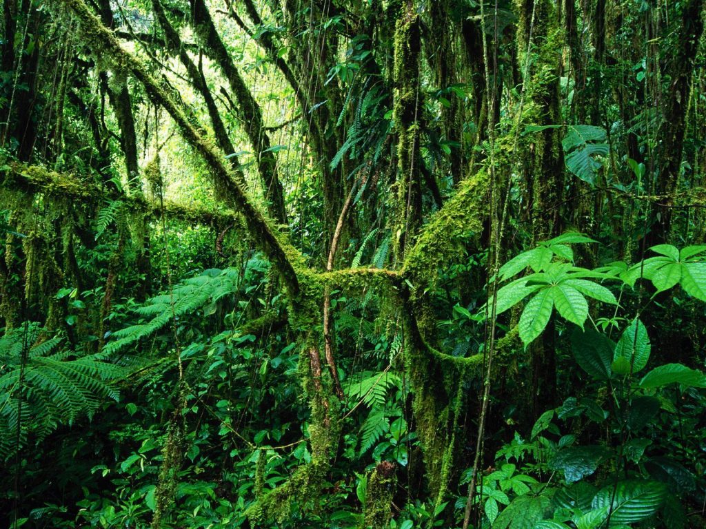 LatinA Tours Costa Rica Monteverde Cloud Forest Nebelwald