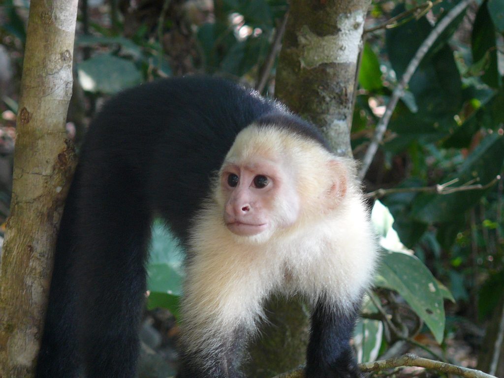 LatinA Tours Costa Rica Whitefaced Capuchin Monkey