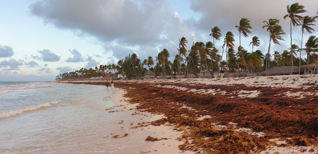 Braunalgen am Strand von Punta Cana