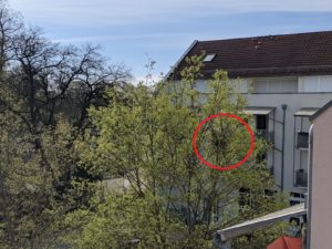 Wohnsinn-Kolumne: Gestatten, Ehepaar Elster
