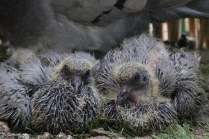 Wohnsinn-Kolumne: Taubenwahnsinn