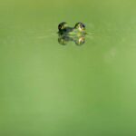 Feminis:muss: Der Frosch und ich