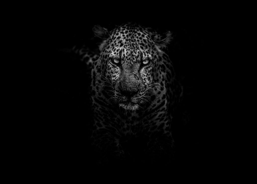 Mov:ement: Zwischen Rache und Gerechtigkeit – Die Netflix-Serie »Jaguar«