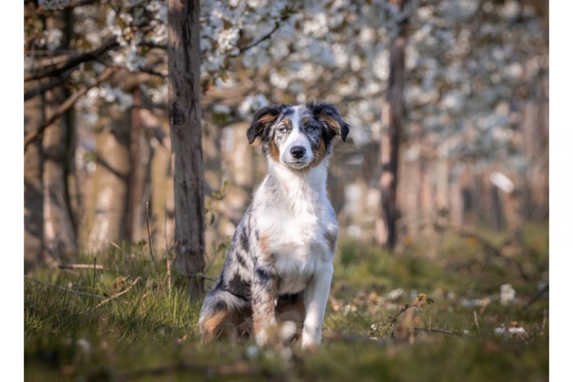 australianshepherd-lavidalonna