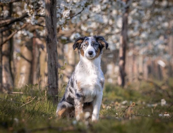 australianshepherd-lavidalonna