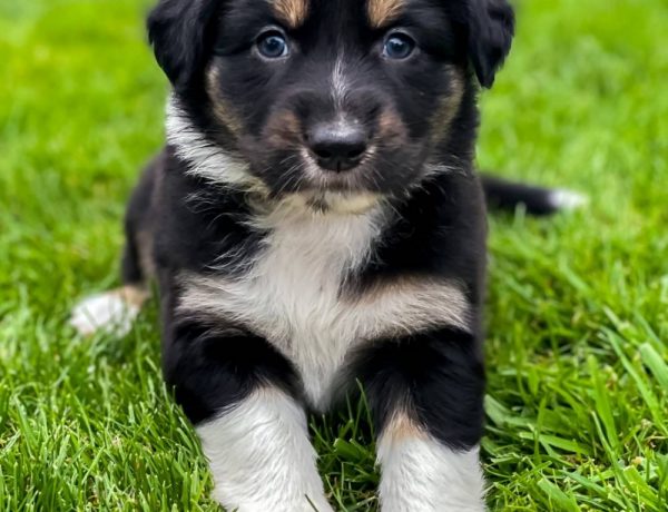 aussiepup