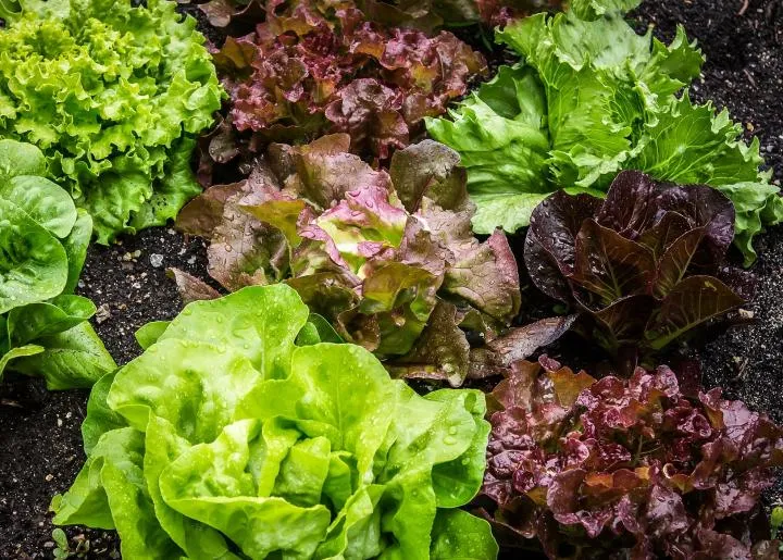 Vegetable garden