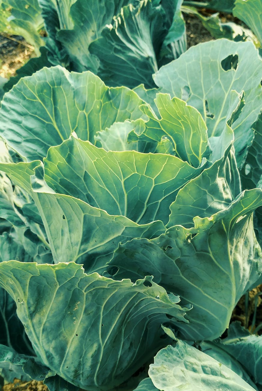 cabbage plant in close up photography
