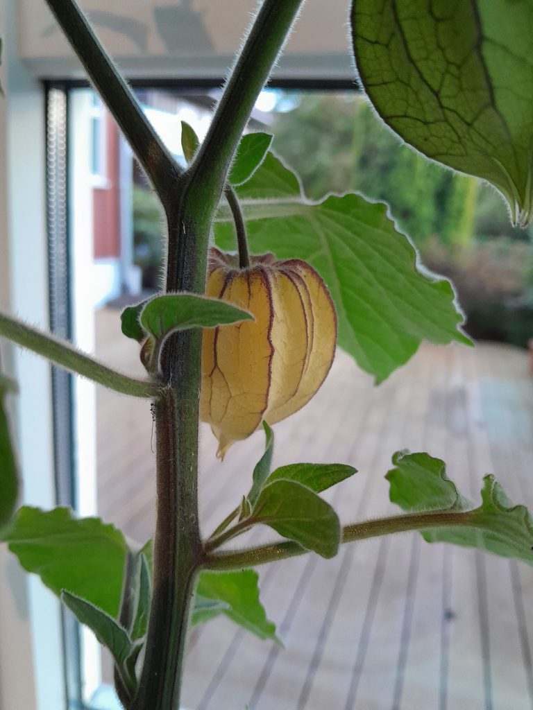 Ripe physalis berry