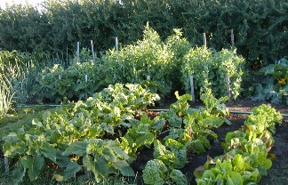 Montana gardening