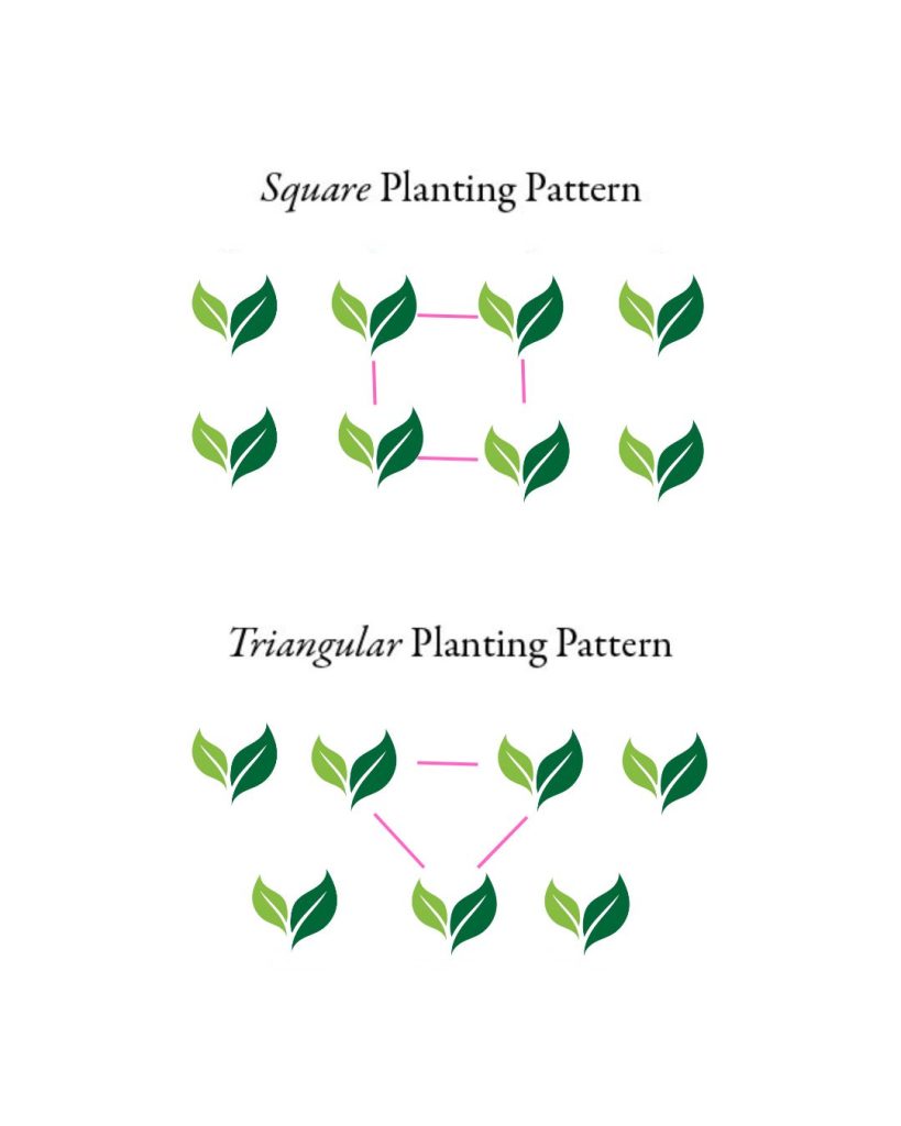 Plant spacing square and triangular