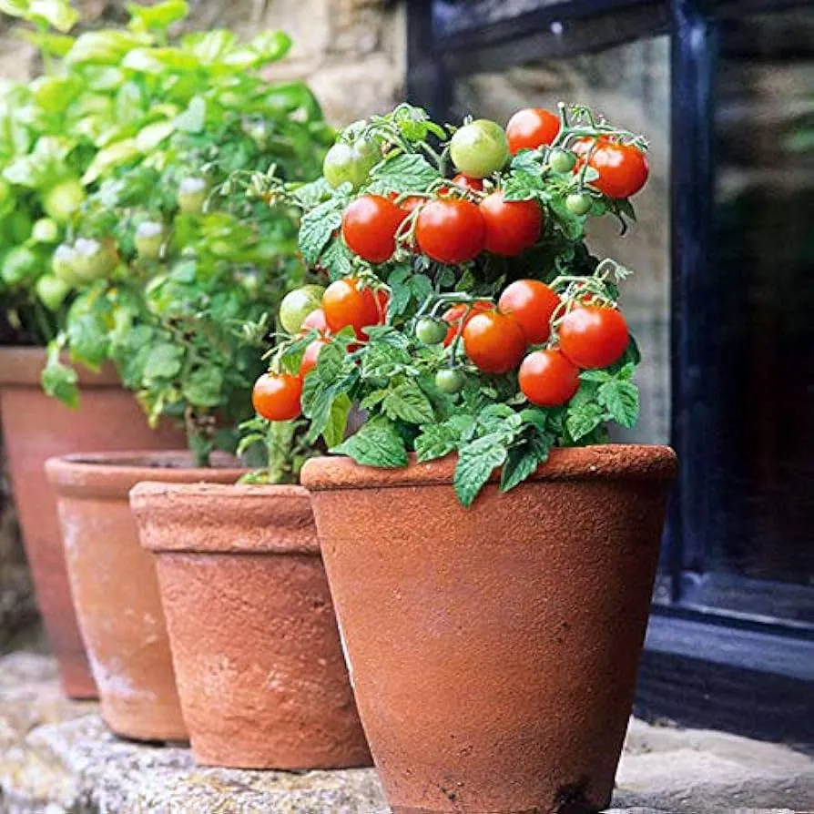 tomatoes growing in pots