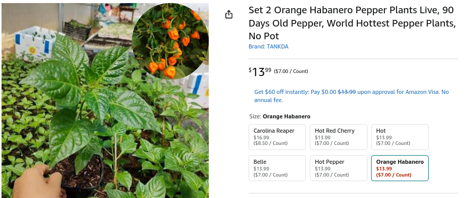 Orange Habanero Pepper Plants